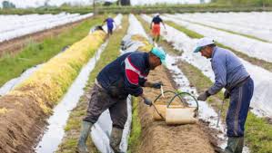 In germania exista din 2015 legea (milog). MeritÄƒ SÄƒ Pleci Sezonier In Germania Cu CaÅ£i Bani A RÄƒmas Un Roman DupÄƒ Trei Luni De Cules Sparanghel Ziarul Romanesc Germania