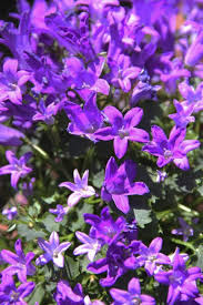 Plant Primer Get Mee Campanula Plants Campanula Shade Perennials