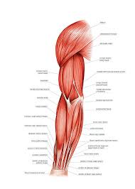 Diagram of muscles and anatomy charts. Arm Muscles Diagram Quizlet
