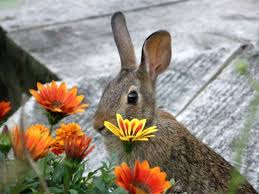 We did not find results for: Who S Eating My Flowers Outside My Window