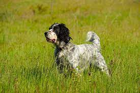 The following is a list of members by state, of the english setter association of america, inc. English Setter Dog Breed Information