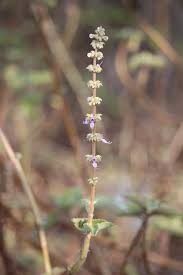 Image result for Coleus amboinicus