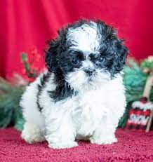 The pups can have the temperament of either breed. Shih Poo Puppies For Sale In Michigan Michigan Puppy