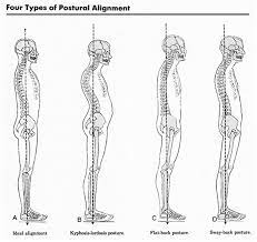 Mar 06, 2019 · cancellous bone typically contains red bone marrow, which is the site of blood cell production. The Beauty Function Of The Natural Curves Of The Spine Pilates Collective Denver