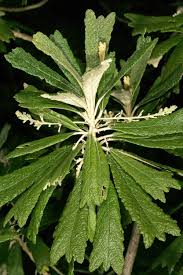 Image result for Tarchonanthus trilobus