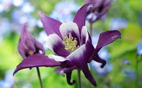 Cette vivace sauvage est hybridée simple ou double aux coloris très variées: Ancolie Adorable Colombine La Terre Est Un Jardin