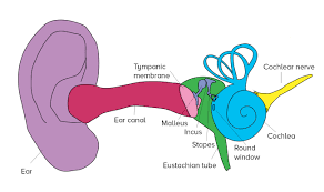 Image result for Cochlea