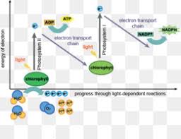 Photosynthesis Light Dependent Reactions Chloroplast