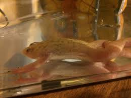 Finally, be careful not to confuse them with the african clawed frog, which grows much, much larger. Help African Clawed Frog Sick Caudata Org Newts And Salamanders Portal