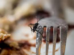 How do they get inside? Natural Home Remedies To Get Rid Of Flies From Your Kitchen The Times Of India