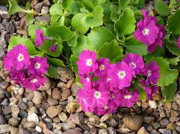 Image result for Primula x pubescens