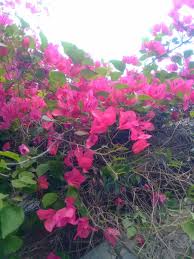 Pretty Pink Flower Pink Flowers Flowers Pink