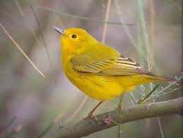 Identification Small Birds Of Colorado Yellow Warbler Small Birds Birder Yellow