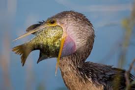 This Is How I Look When I Eat Fish Yum Mouth Pet Birds Animals Funny Animal Pictures