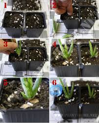 Aloe vera i̇le saç ve cilt bakımı nasıl yapılır? Aloe Vera Uretimi Cogaltma Plant Home