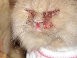 esli koshka chihaet i slezyatsya glaza chto delat