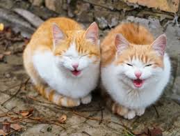 Wallpaper Kucing Comel Good Morning Sunshine Cat Meme 599x449 Download Hd Wallpaper Wallpapertip