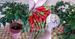 Memang tidak sah kiranya kalau tidak menggunakan cili padi di dalam masakan apatah lagi ketika menyediakan sambal belacan. Guna Kaedah Cubit Cubit Buang Pucuk Bertambah Tunas Baru Merimbun Pokok Cili Mingguan Wanita
