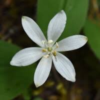 Image result for Pearsonia uniflora