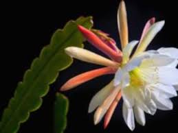 During the resting period in order to ensure blooms in the following year, these plants require a winter resting period. Orchid Cactus Care And Blooming Horticulture