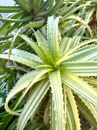 Image result for Aloe arborescens