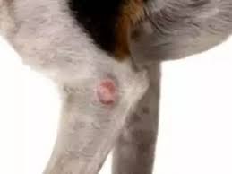 Image result for mastocytoma in dogs