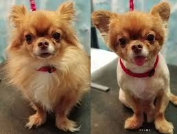 The coat of the long haired chihuahua will not need trimming either. Long Hair Chihuahua Haircuts Novocom Top