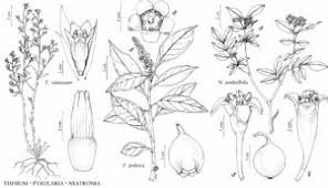 Image result for Santalaceae
