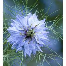 Pin On Cut Flowers