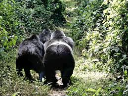 Corning gorilla glass part number: Why Is Gorilla Trekking So Expensive In Uganda Rwanda Congo Africa