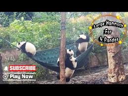 Image result for Pandiaka