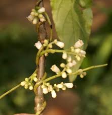 Image result for Cuscuta cassytoides