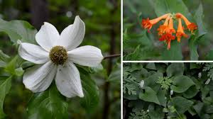 Dried sap from stem and leaves can be chewed or eaten as gum. What S Blooming Now Spring Comes To Pacific Northwest Forests Board Vellum