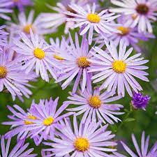 21 Best Plants For Pollinators Best Flowers For Bees Amazing Flowers Flowers Australia