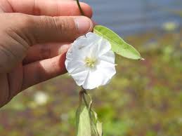 Image result for Aniseia martinicensis