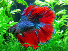 The Pros And Cons Of Owning A Betta Fish In College Betta Fish Siamese Fighting Fish Freshwater Aquarium Fish