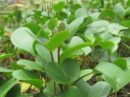 Image result for Ipomoea pes-caprae