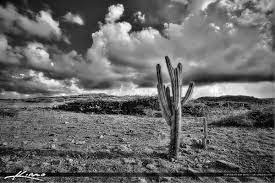 It can be placed inside any house. Black White Cactus Plant Curacao Desert Storm Cloud Royal Stock Photo