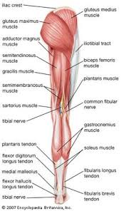 How well do you know your lower body muscle anatomy for exercise? 14 Lower Limb Muscles Ideas Muscle Anatomy Body Anatomy Physiology