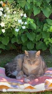 Pin By Lina On Milahi In 2020 Cute Animals Pets Cute Creatures