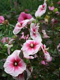 Maybe you would like to learn more about one of these? Hibiscus X Moscheutos Fleming S Fireball Fleming Hardy Hibiscus From Flemings Flower Fields