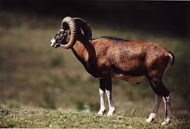 Imagini pentru animalute salbatice padure