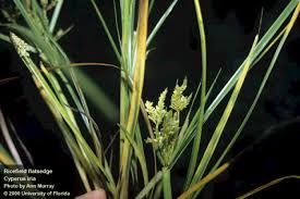Image result for Cyperus cyperoides