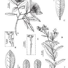 Image result for Aspilia mendoncae