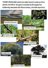 Image result for Acacia exuvialis