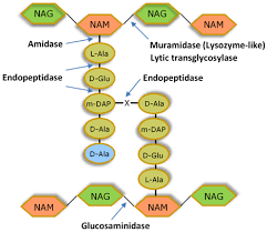 Get information on the lg sh3b. Antibiotics Free Full Text Engineering Of Phage Derived Lytic Enzymes Improving Their Potential As Antimicrobials Html