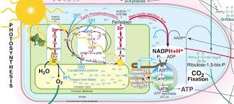 Huge Metabolic Pathways Poster For Download Interactive