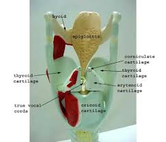 Larynx Large Post Label Jpg 504 432 Pixels Human Anatomy And Physiology Anatomy Models Labeled Brain Anatomy
