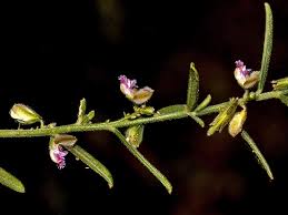 Image result for Polygala erioptera