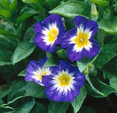 We did not find results for: Bush Morning Glory Better Homes Gardens